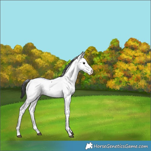 Horse Color:Black Fewspot 