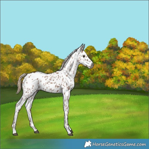 Horse Color:Gray Chestnut Leopard 