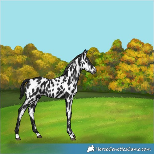 Horse Color:Gray Black Leopard 