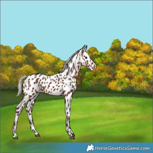 Horse Color:Silver Brown Leopard Rabicano 