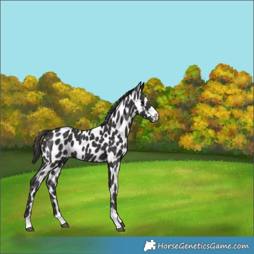 Horse Color:Smoky Black Leopard 