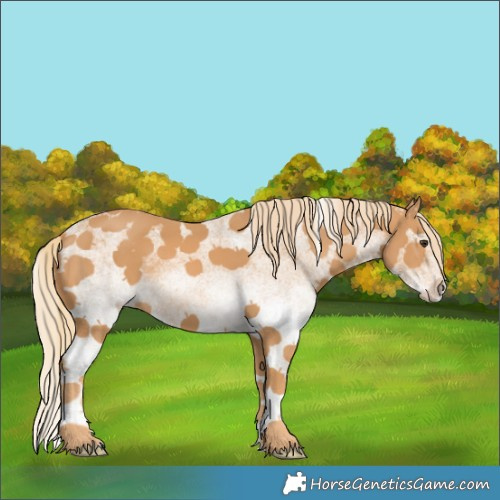 Horse Color:White Spotted Chestnut 