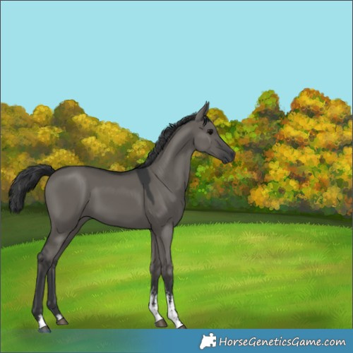 Horse Color:Grullo Sabino Rabicano 