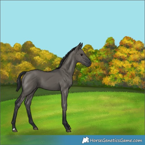 Horse Color:Grullo 