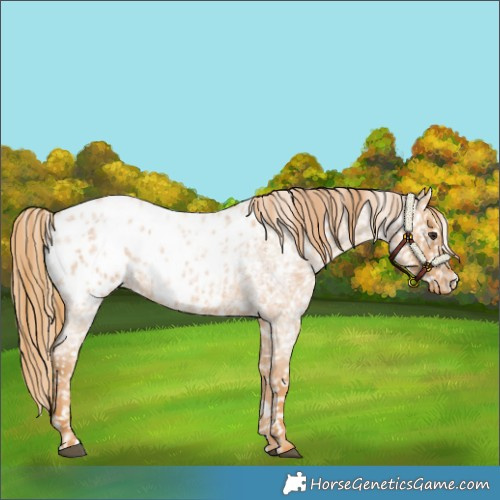 Horse Color:Red Roan Appaloosa