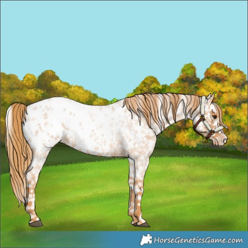 Horse Color:Red Roan Blanket 