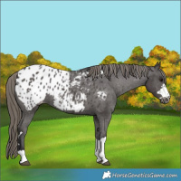 Horse Color:Smoky Black Appaloosa