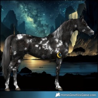 Horse Color:White Spotted Liver Chestnut Ice