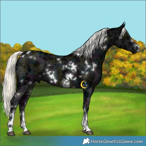 Horse Color:White Spotted Midnight Liver Chestnut Ice Mushroom Sabino 