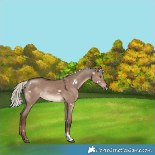 Horse Color:White Spotted Liver Red Dun Mushroom Sabino 