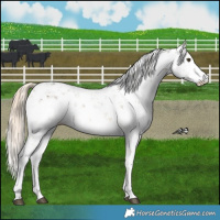 Horse Color:Chocolate Palomino Mushroom Sabino Rabicano 