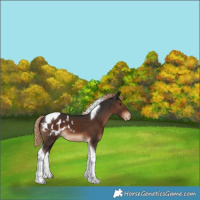Horse Color:Liver Chestnut Tobiano Appaloosa