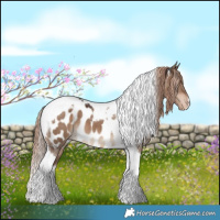 Horse Color:Liver Red Dun Tobiano Appaloosa 
