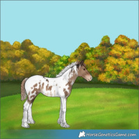 Horse Color:Liver Red Dun Tobiano Appaloosa 
