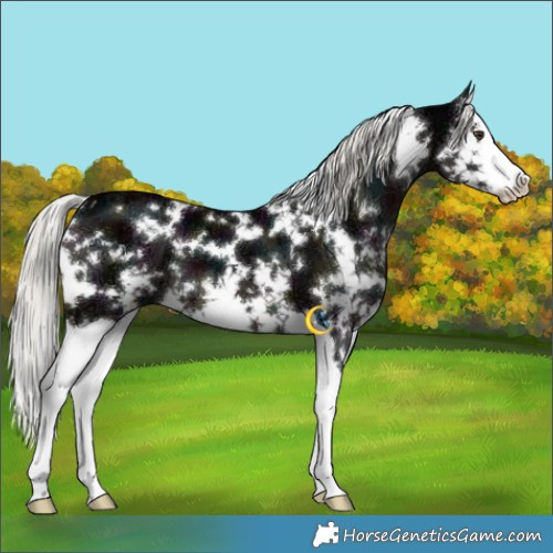 Horse Color:White Spotted Midnight Liver Chestnut Ice Mushroom Splash 