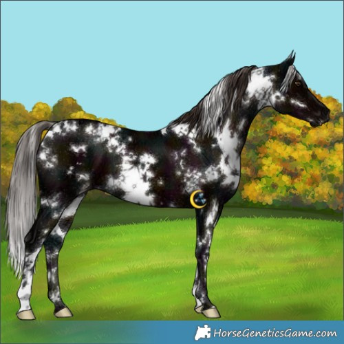 Horse Color:White Spotted Midnight Liver Chestnut Ice 
