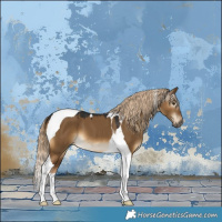 Horse Color:Gray Chocolate Palomino Dun Tobiano Appaloosa