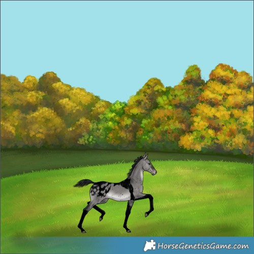 Horse Color:Gray Void Platinum Brown Dun Tobiano Appaloosa 