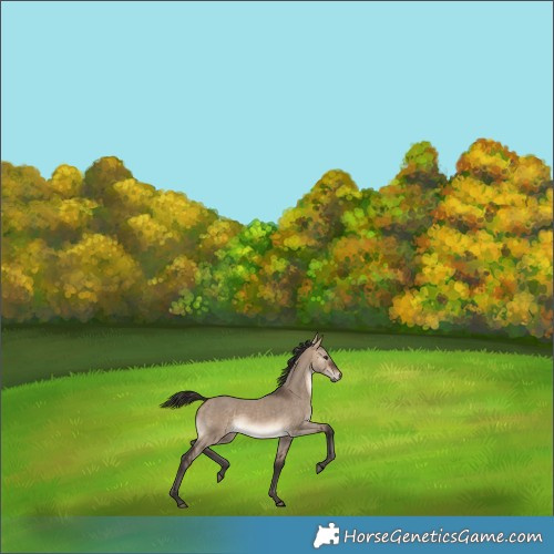 Horse Color:Void Bay Dun Sabino Rabicano 