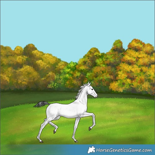 Horse Color:Gray Platinum Brown Dun Sabino Snowcap 