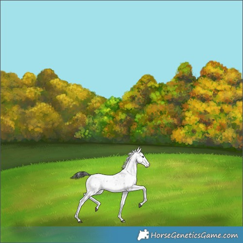 Horse Color:Platinum Brown Dun Sabino Snowflake Varnish 