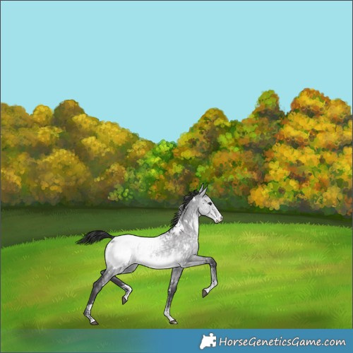 Horse Color:Platinum White Spotted Buckskin Dun Sabino Snowcap 