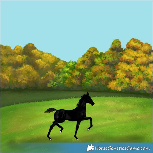 Horse Color:Void Platinum Brown Dun Sabino Blanket 