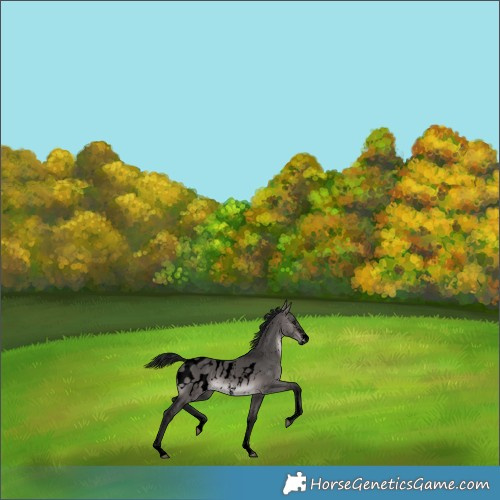 Horse Color:Gray Void Platinum Bay Dun Sabino Blanket 