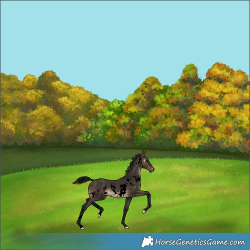 Horse Color:Gray Void White Spotted Brown Dun 