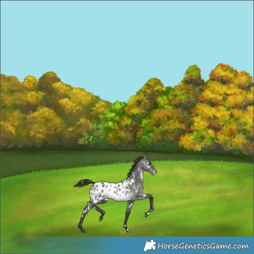 Horse Color:Platinum White Spotted Buckskin Dun Blanket 