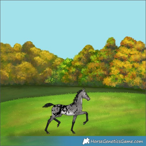 Horse Color:Gray Void Platinum White Spotted Brown Dun Blanket 
