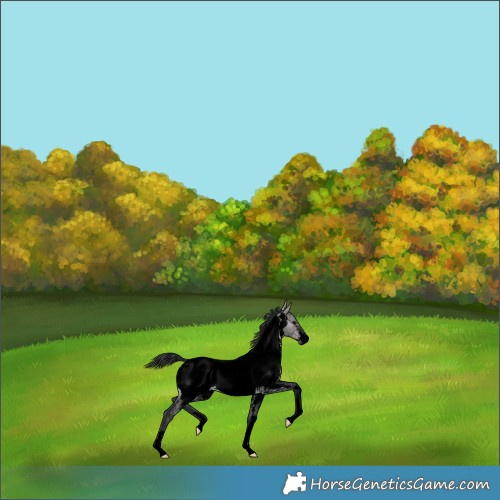 Horse Color:Void Platinum Brown Dun Sabino Near Fewspot 