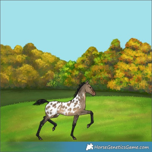 Horse Color:Gray Brown Dun Blanket 