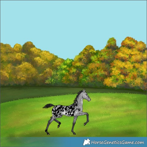 Horse Color:Void Platinum White Spotted Buckskin Dun Sabino Blanket 