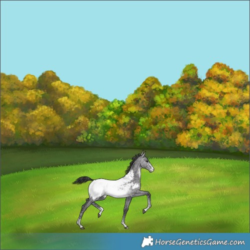 Horse Color:Platinum Buckskin Dun Sabino Appaloosa 