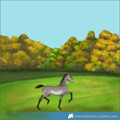 Horse Color:Gray Void Platinum Bay Dun Snowflake Varnish