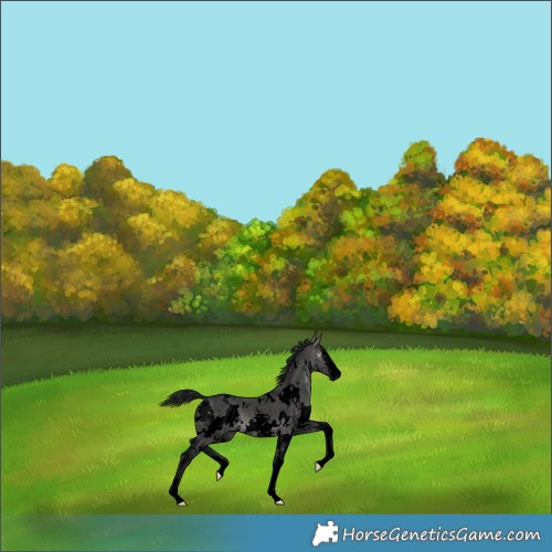 Horse Color:Gray Void Platinum White Spotted Buckskin Dun Sabino 