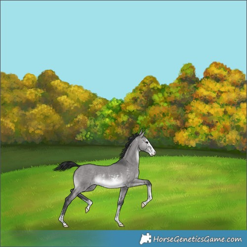 Horse Color:Platinum Brown Dun Sabino Rabicano 
