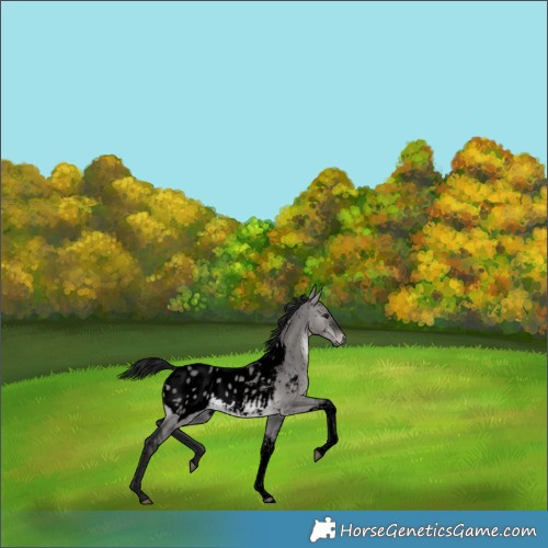Horse Color:Gray Void Platinum Brown Dun Tobiano Blanket Rabicano 