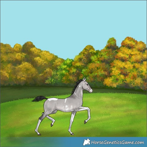 Horse Color:Platinum Bay Dun Sabino Tobiano 