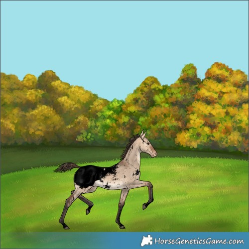 Horse Color:Void White Spotted Bay Dun Sabino Snowcap 