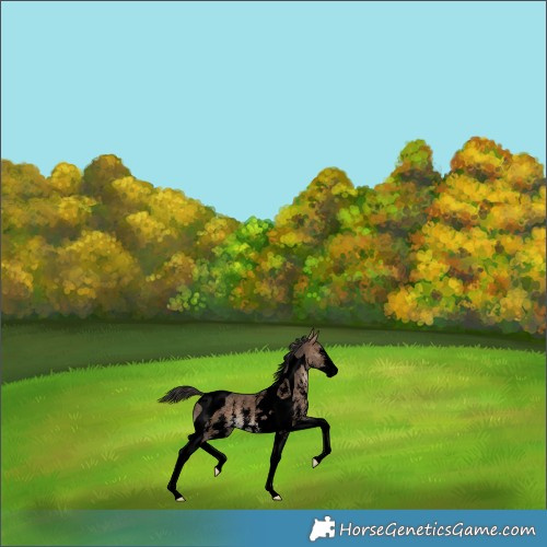 Horse Color:Void Brown Dun Sabino Tobiano 