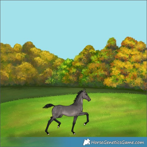 Horse Color:Gray Void Platinum Bay Dun 