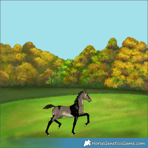 Horse Color:Gray Void Brown Dun Tobiano Appaloosa Rabicano 