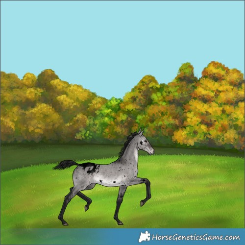 Horse Color:Gray Void Platinum White Spotted Brown Dun Appaloosa Rabicano 