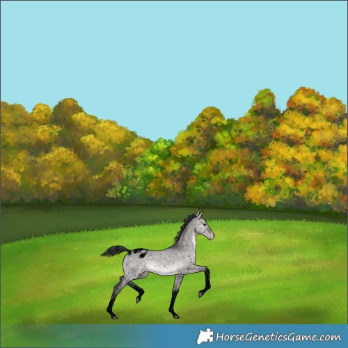 Horse Color:Void Platinum Brown Dun Sabino Tobiano Appaloosa 