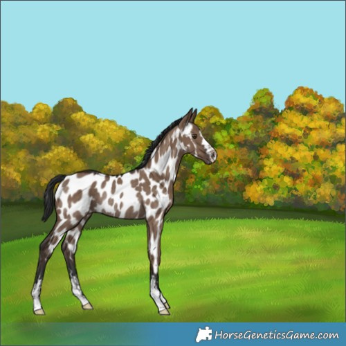 Horse Color:Liver Red Dun Appaloosa Rabicano 
