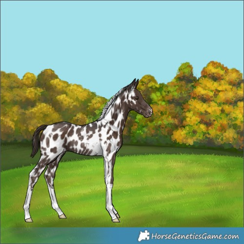 Horse Color:Liver Chestnut Tobiano Appaloosa Rabicano 