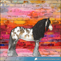 Horse Color:Buckskin Sabino Near Leopard 