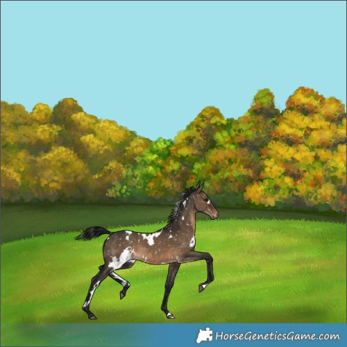 Horse Color:Gray White Spotted Brown Dun Appaloosa 